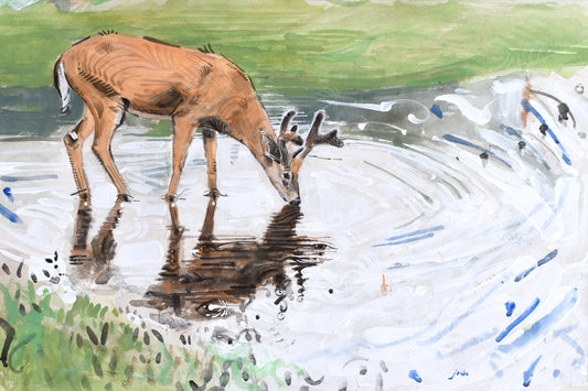 Deer Drinking Print