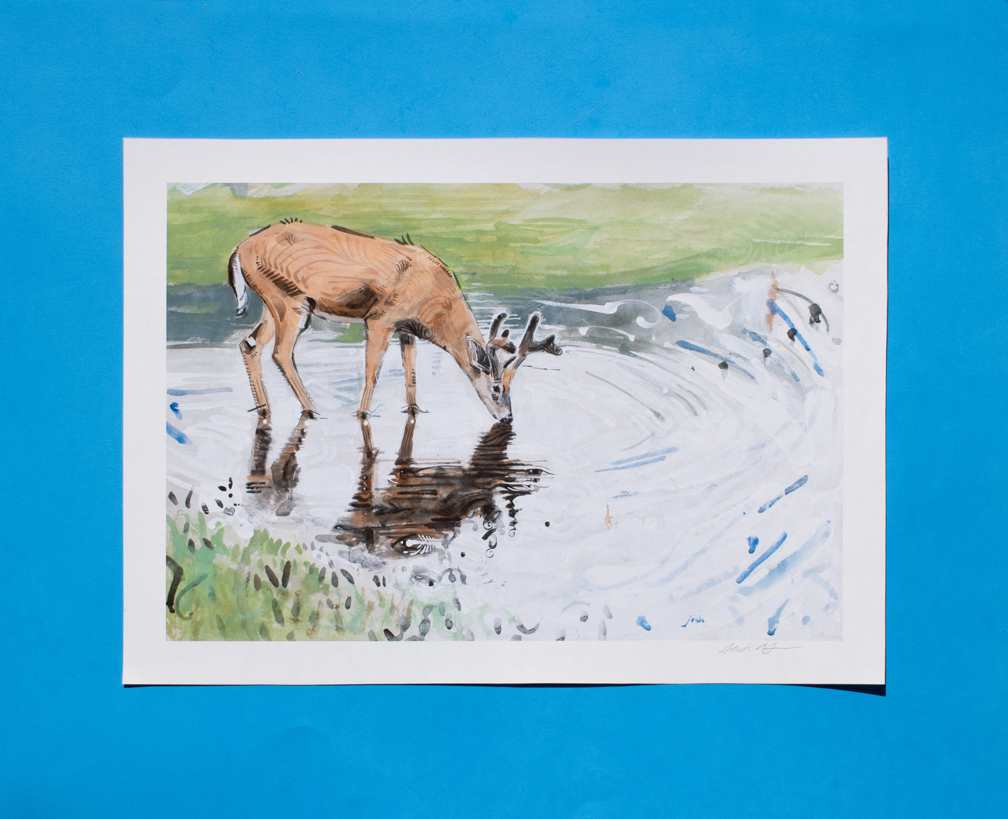 Deer Drinking Print